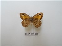 藏品(蛇目蝶科)的圖片